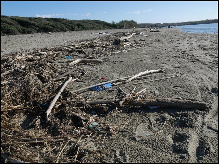 Plage de Bocca di Serchio, avec bois flotté et déchets le long du rivage